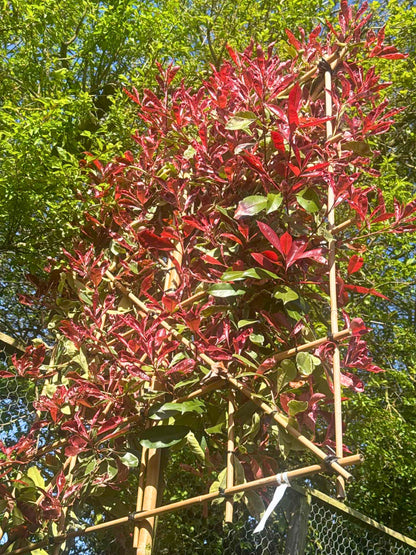 Pink Marble Pleached Tree [Photinia × fraseri 'Cassini'] for Privacy Screening | Freshly Pleached Trees