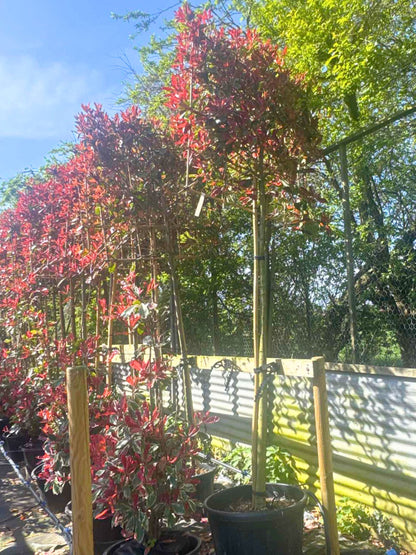 Pink Marble Pleached Tree [Photinia × fraseri 'Cassini'] for Privacy Screening | Freshly Pleached Trees