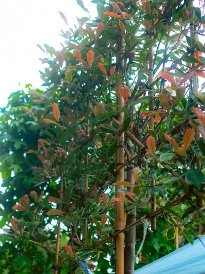 Pleached Pink Marble Tree at RHS Hampton Court Palace Garden Festival 2025