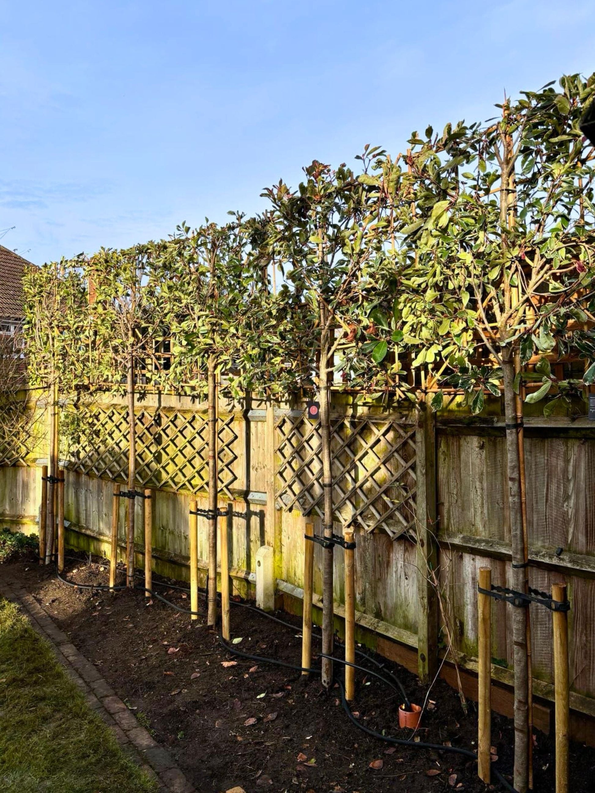 Pleached PInk Marble / Planting Service / December