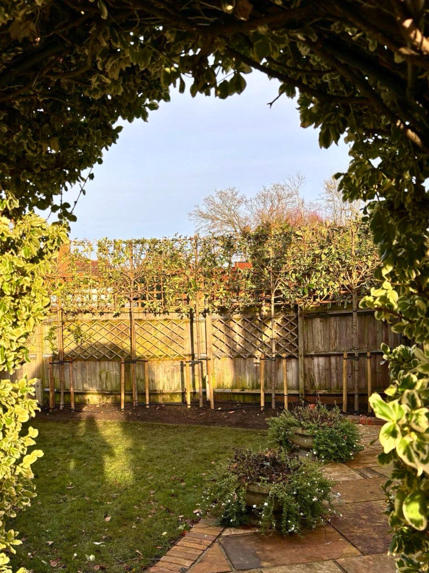 Pleached PInk Marble / Planting Service / December