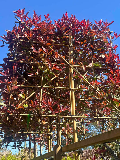 Pink Marble Pleached Tree [Photinia × fraseri 'Cassini'] for Privacy Screening | Freshly Pleached Trees