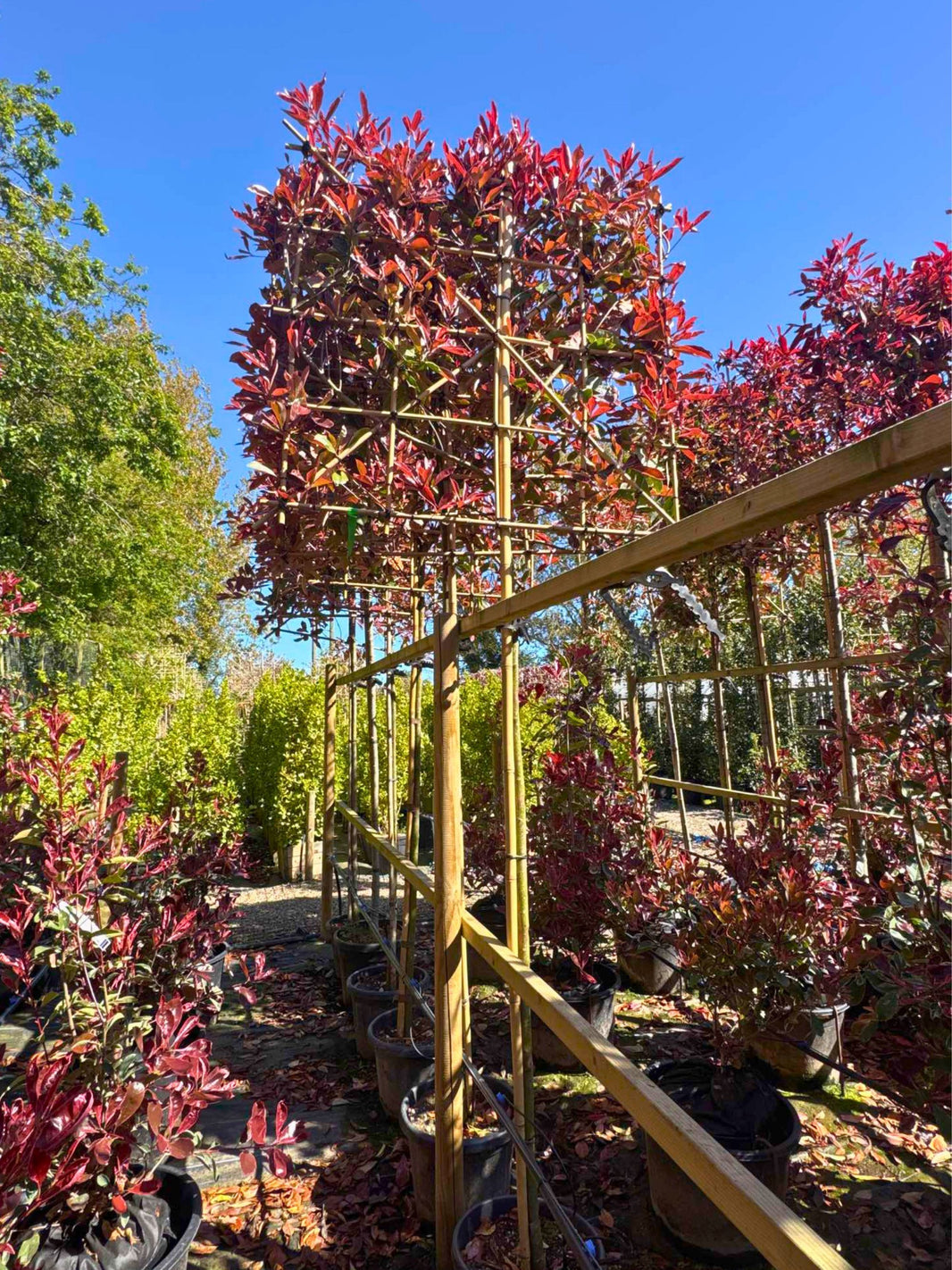 Evergreen Pleached Trees for Sale in the UK | Free Delivery | Pleached ...