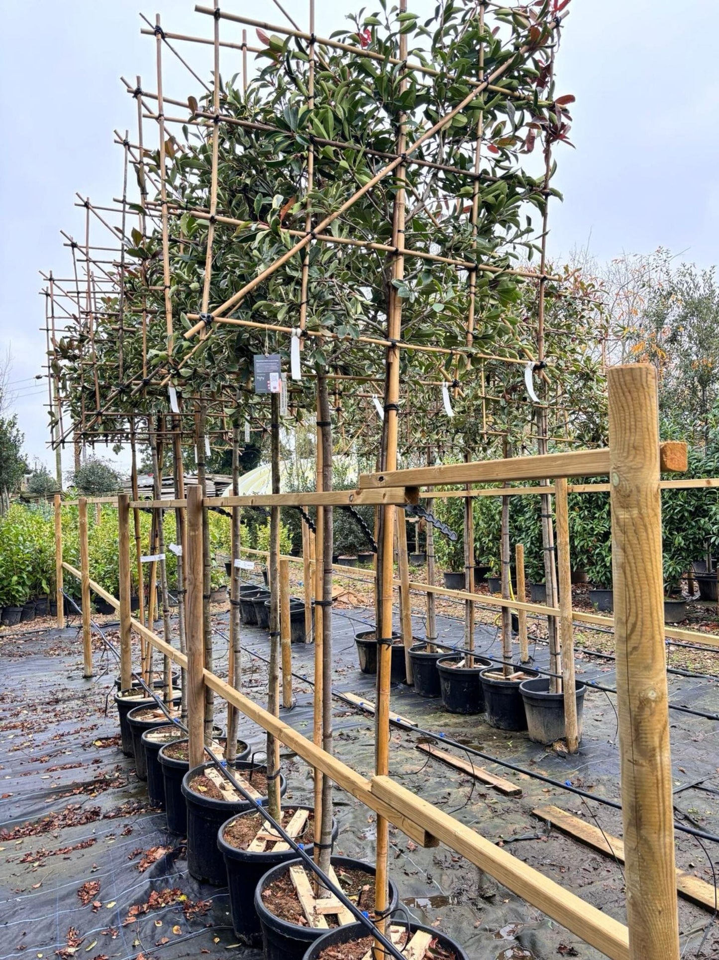 180cm / 10-12cm / 120x120cm / Freshly pleached / November