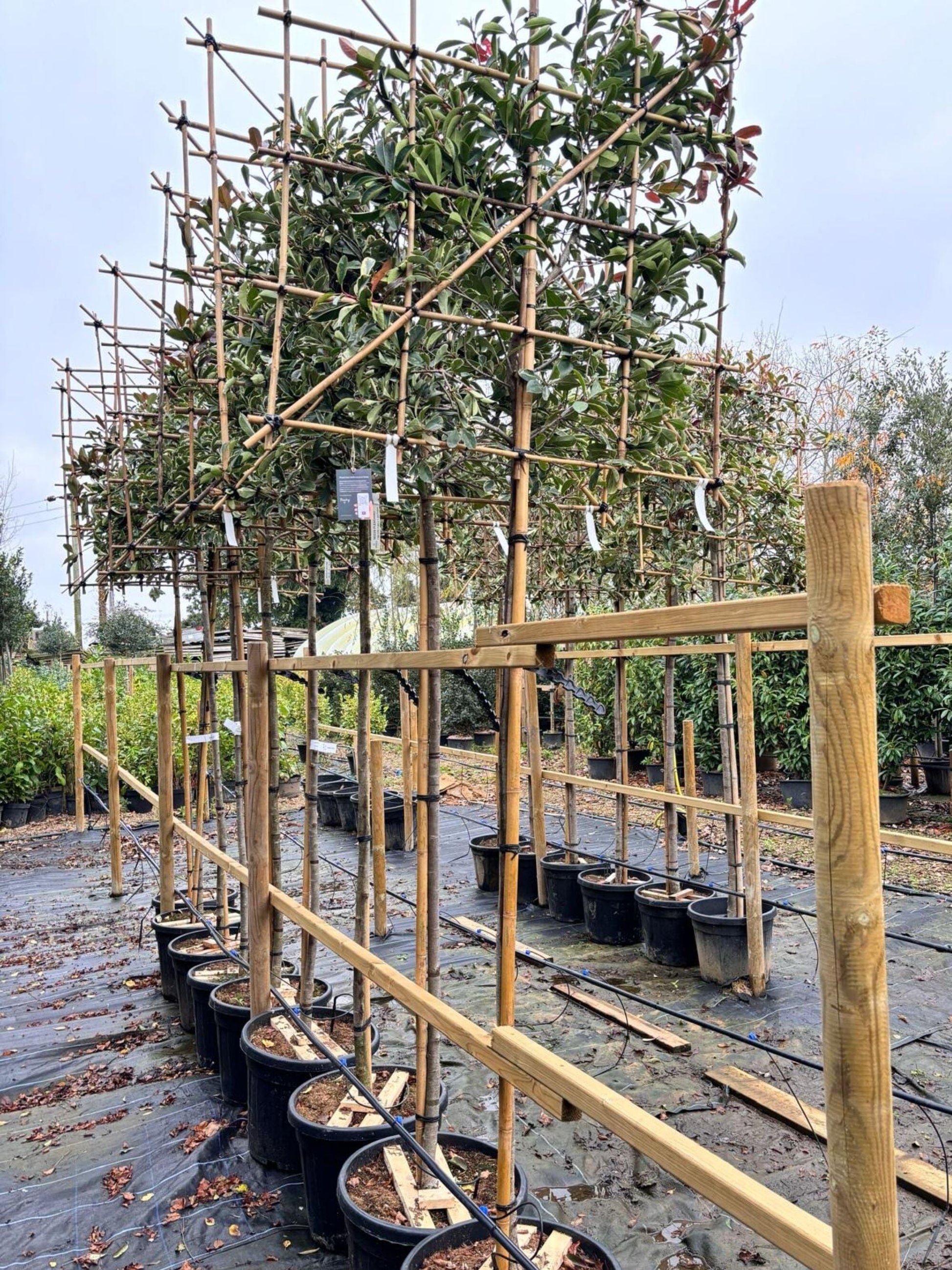 180cm / 10-12cm / 120x120cm / Freshly pleached / November