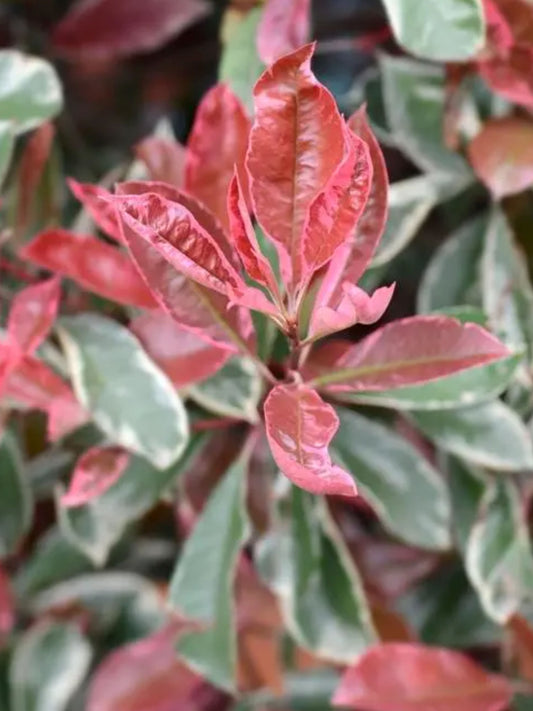 Close-up of foliage