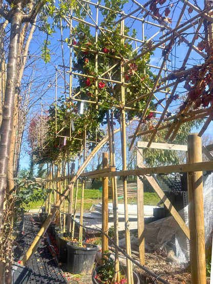 180cm / 10-12cm / 120x120cm / Freshly pleached / April