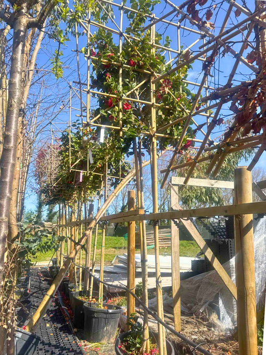 180cm / 10-12cm / 120x120cm / Freshly pleached / April