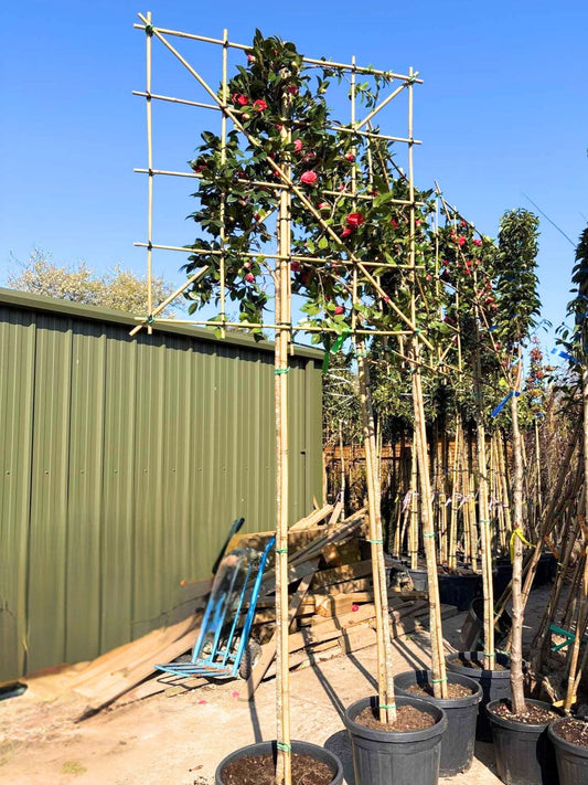 180cm / 12-14cm / 120x120cm / Freshly pleached / April