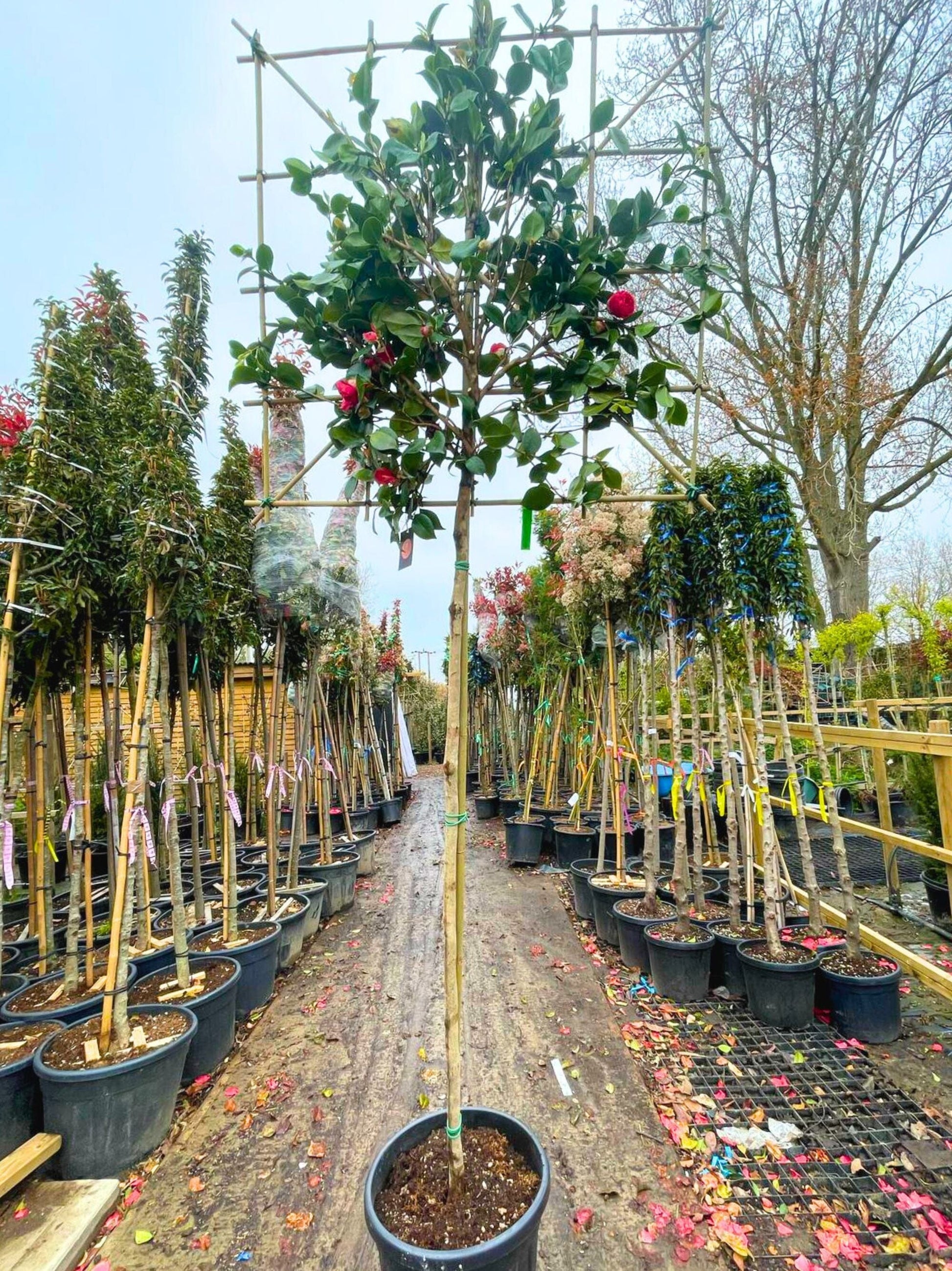180cm / 8-10cm / 120x120cm / Freshly pleached / April