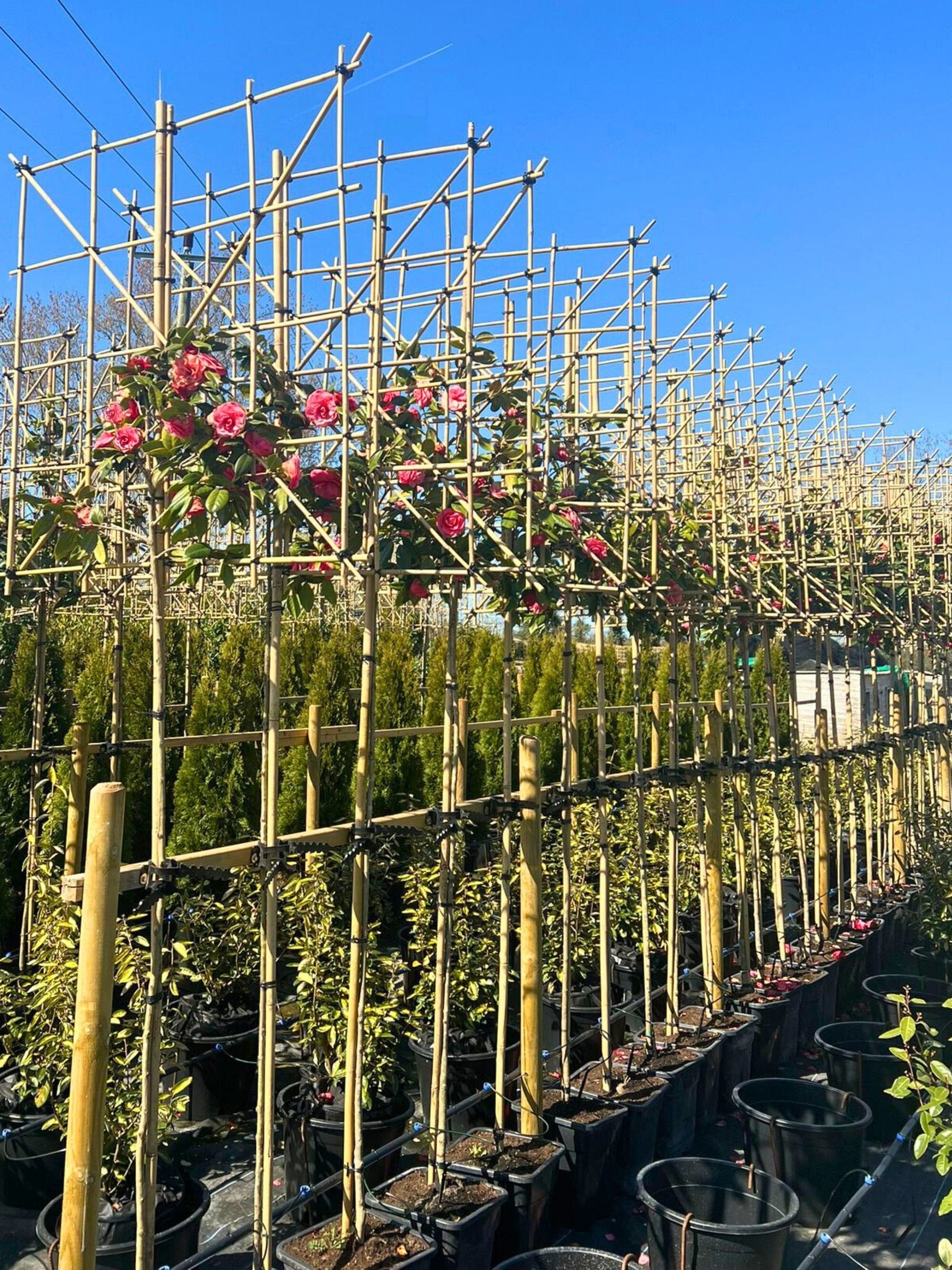 180cm / 8-10cm / 120x120cm / Freshly pleached / May