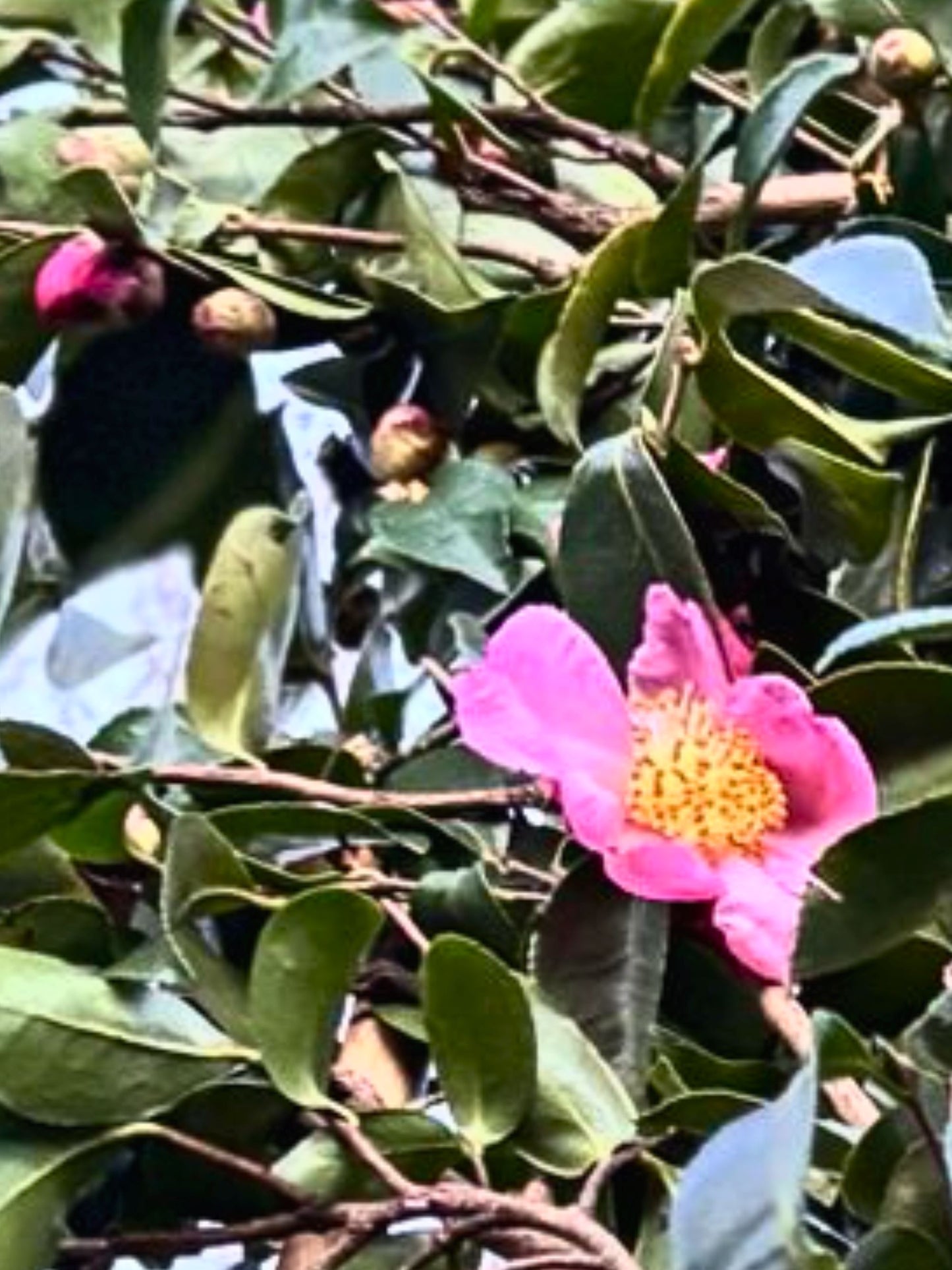 Close-up of flowers (shade of pink may vary)