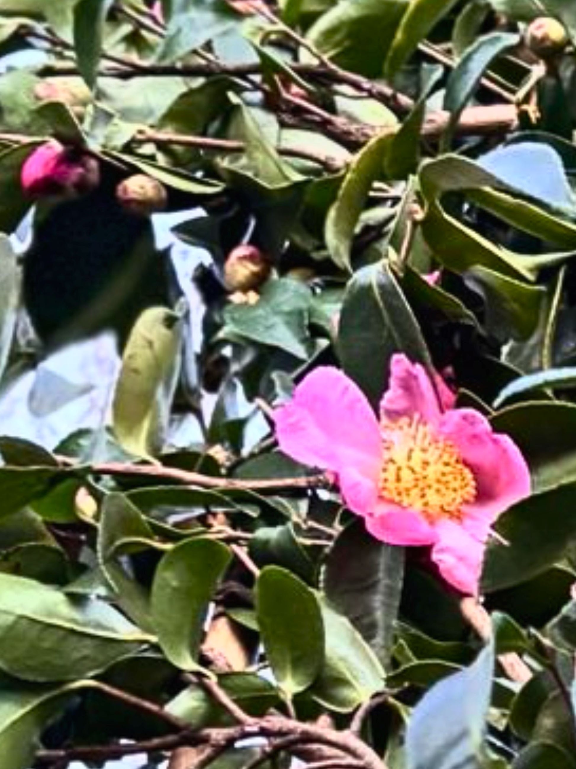 Close-up of flowers (shade of pink may vary)