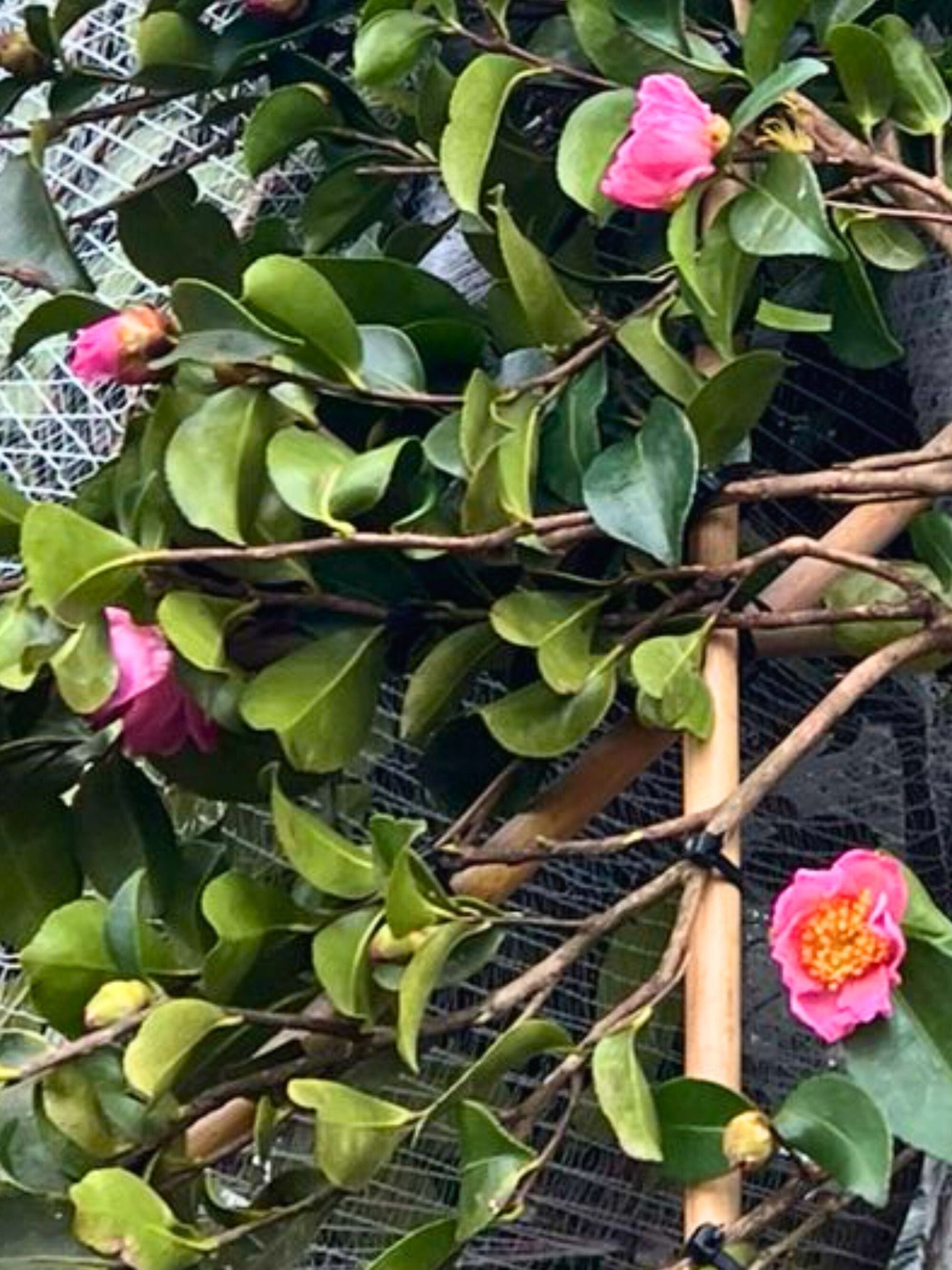 Close-up of flowers (shade of pink may vary)