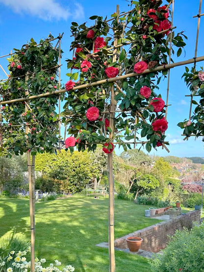 Pink Mix Camellia [Camellia japonica] for Privacy Screening | Freshly Pleached Trees