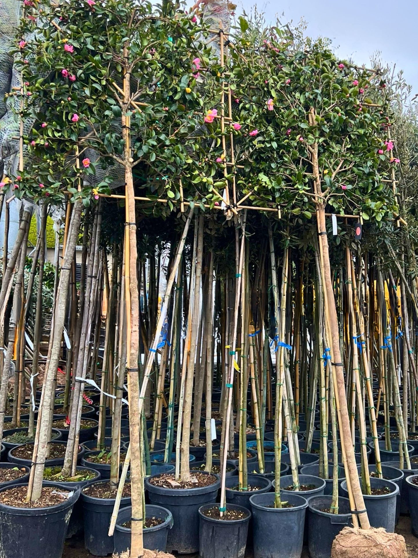 200cm / 12-14cm / 120x120cm / Freshly pleached / November