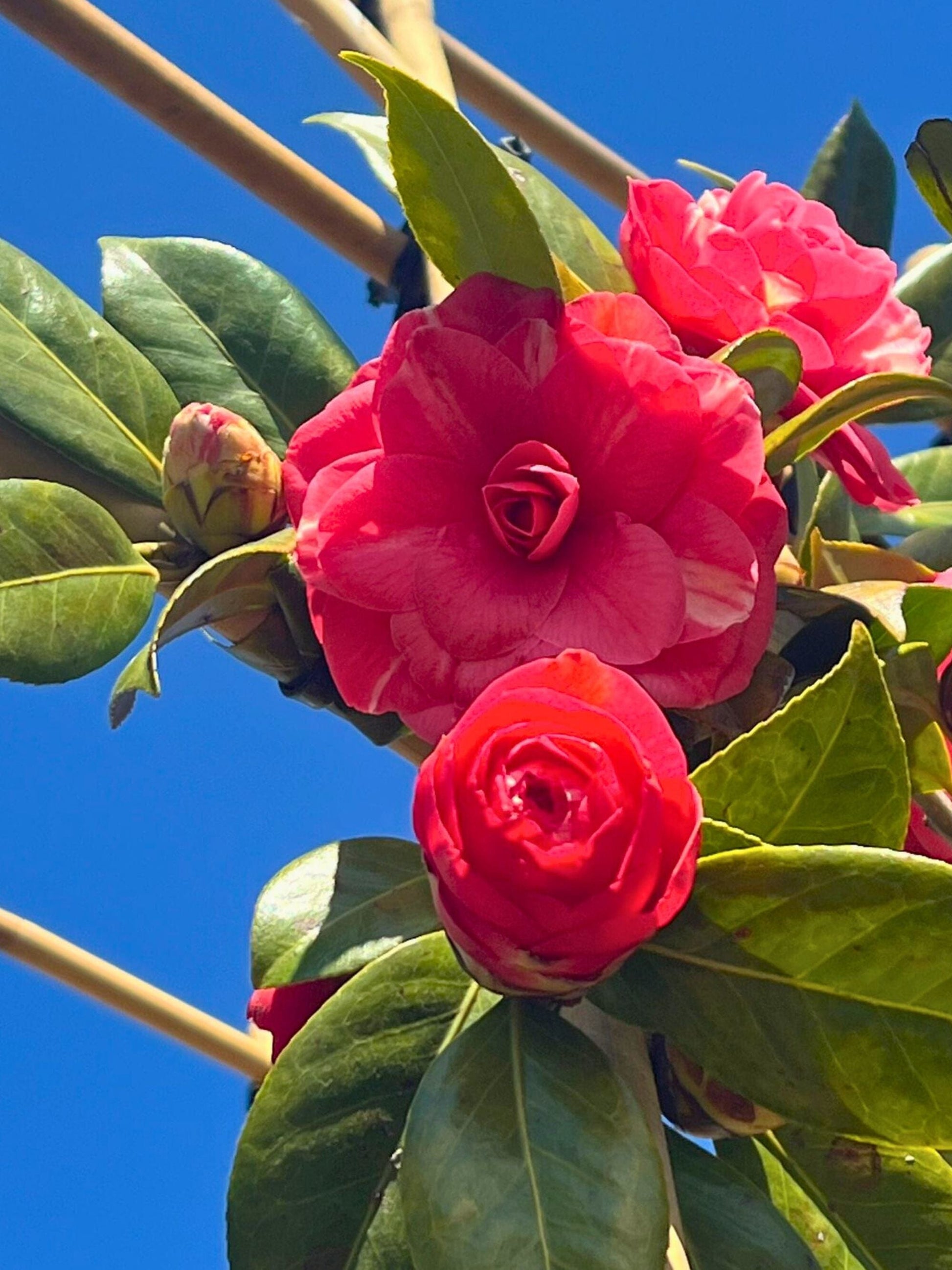 Close-up of flowers (shade of pink may vary)