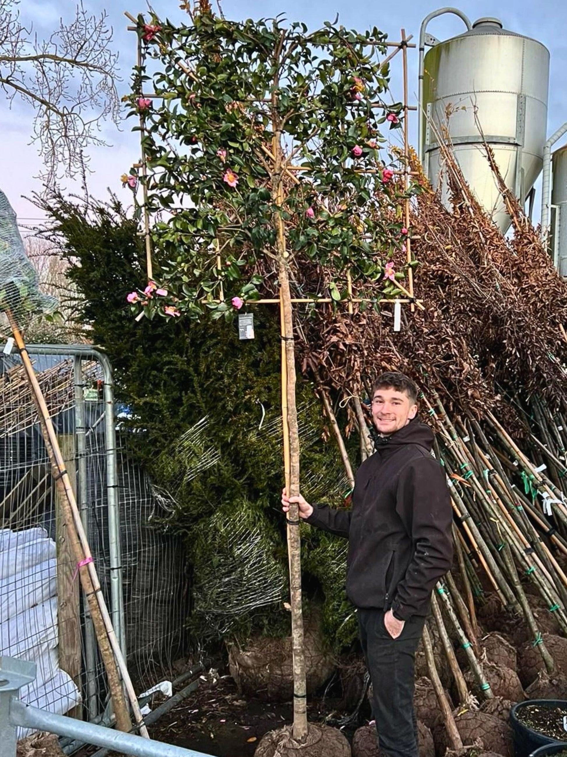 180cm / 12-14cm / 120x120cm / Freshly pleached / November