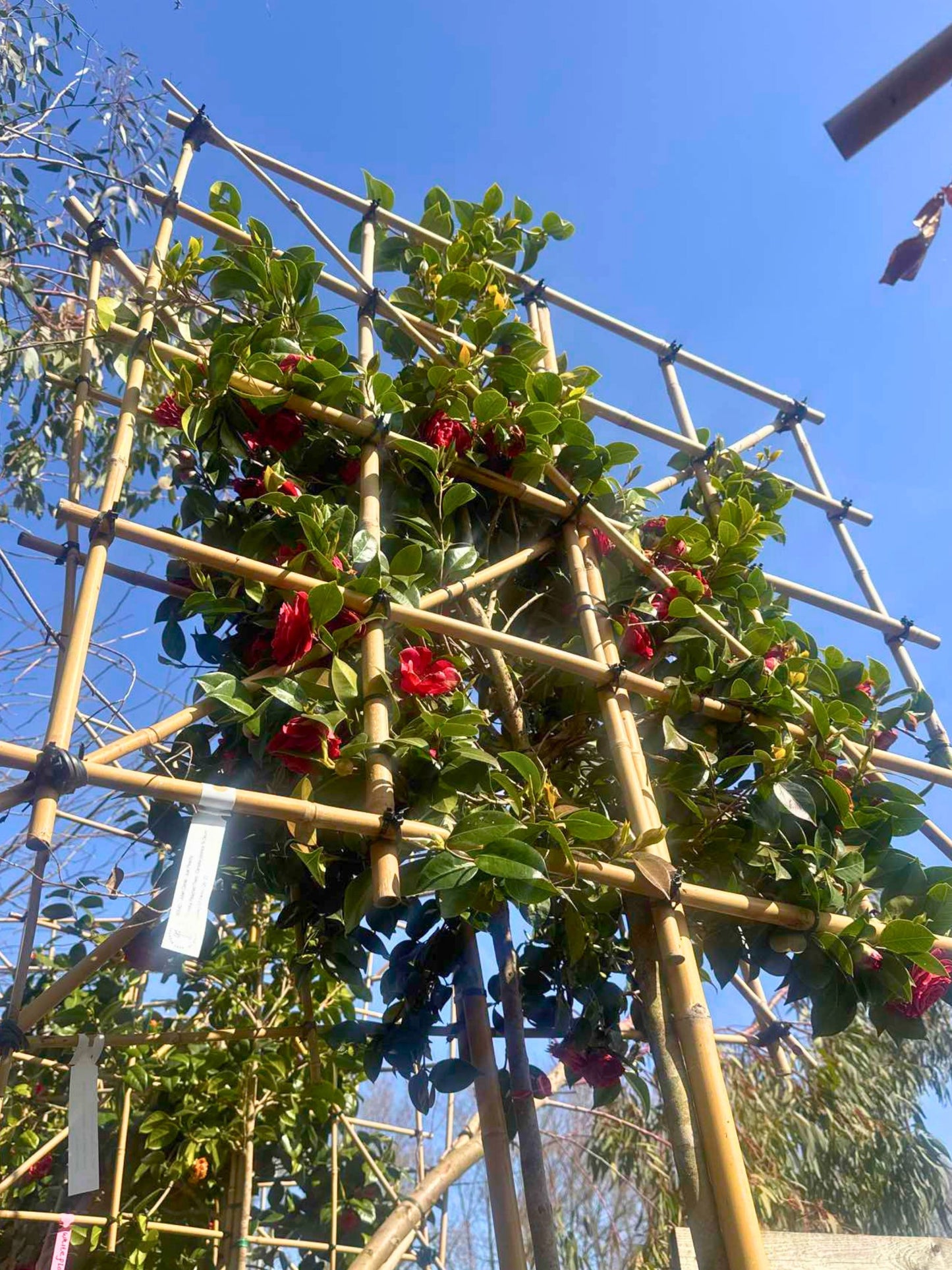 180cm / 10-12cm / 120x120cm / Freshly pleached / April