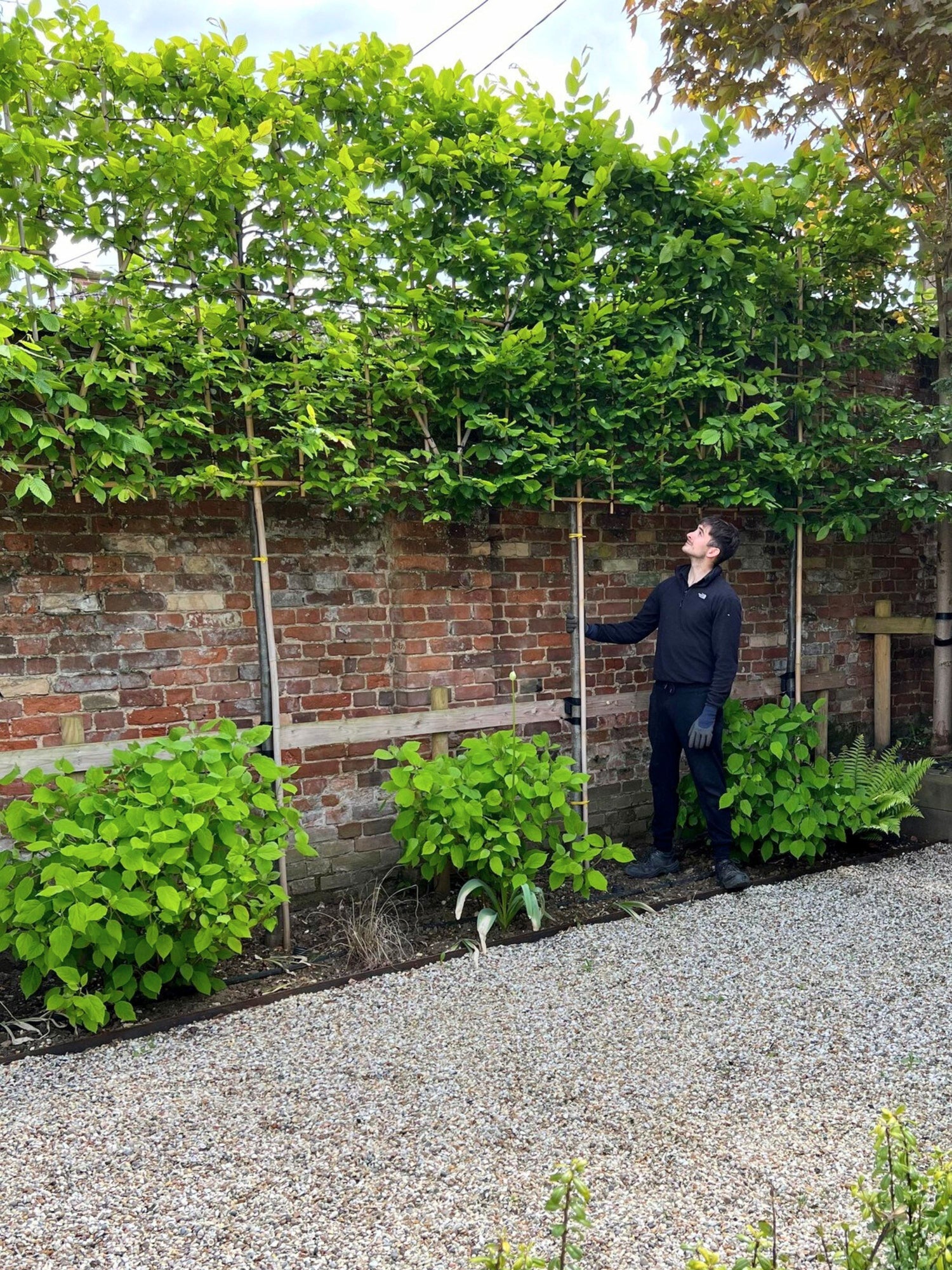 Pleached Tree Planting Service