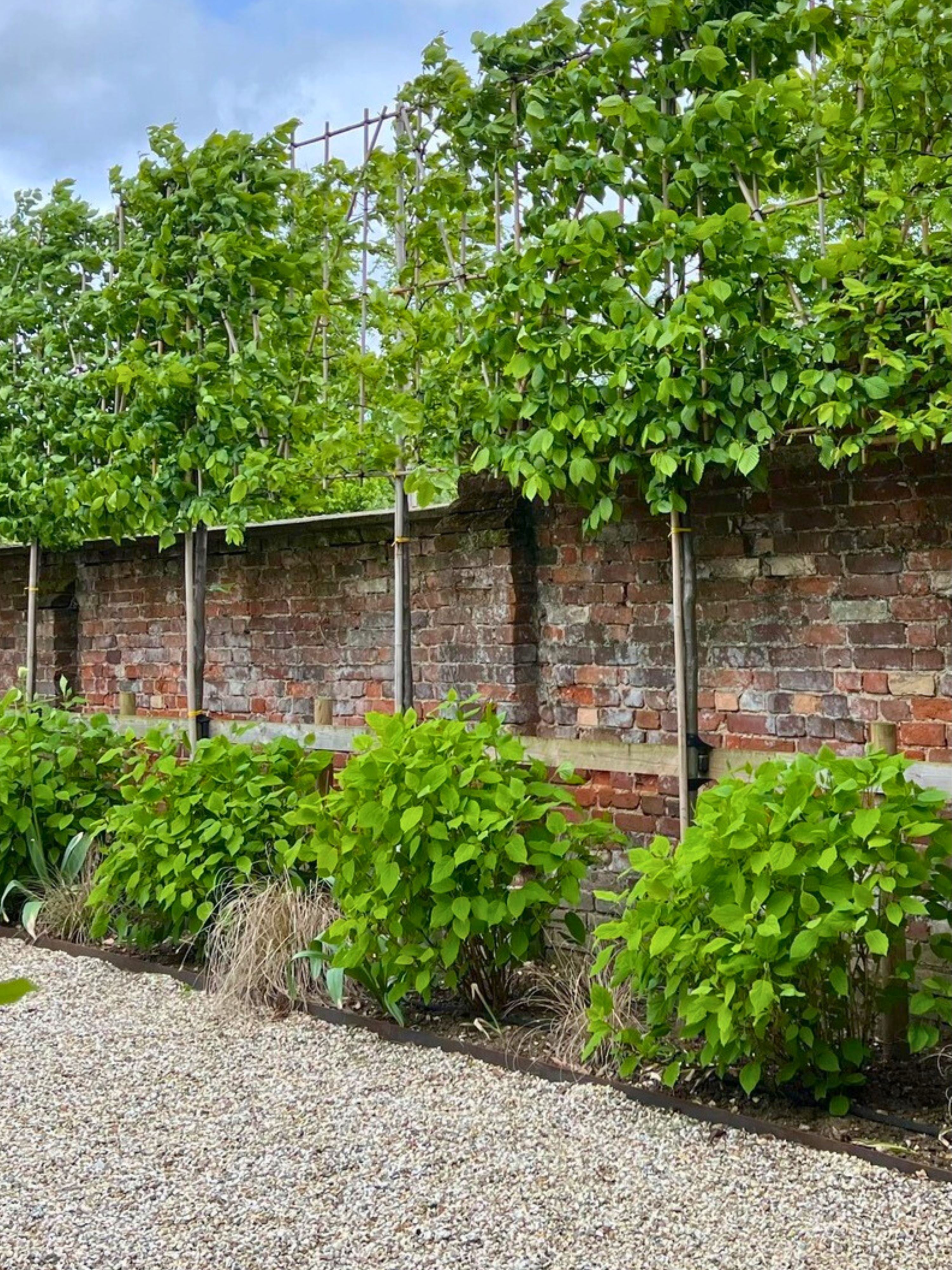 Pleached Tree Planting Service | Pleached Trees for Priavcy Screening ...