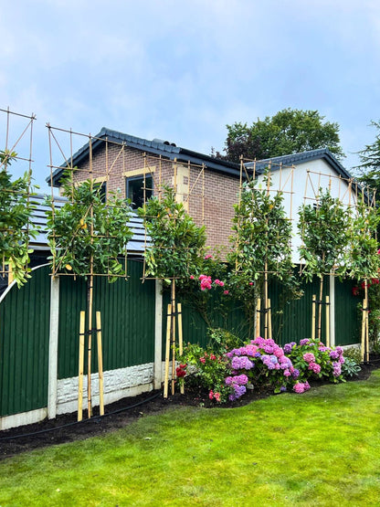 Pleached Novita Laurel / Planting Service / September