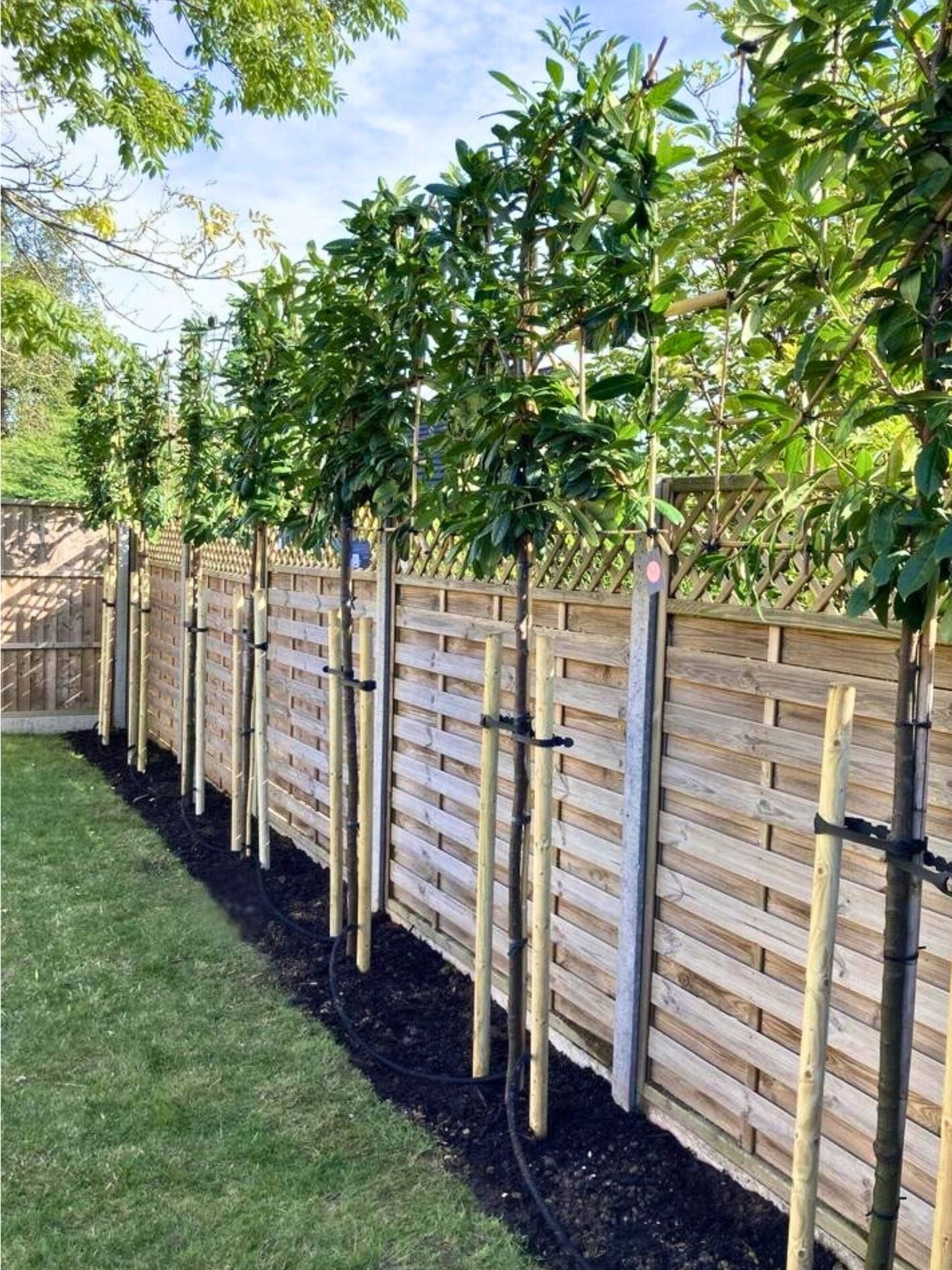 Pleached Novita Laurel / Planting Service / September