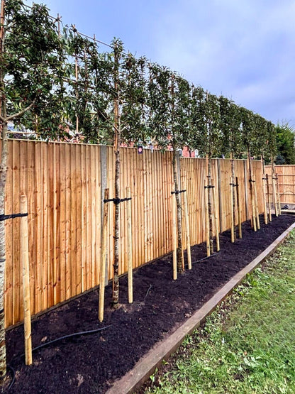 Pleached Portuguese Laurel / Planting Service