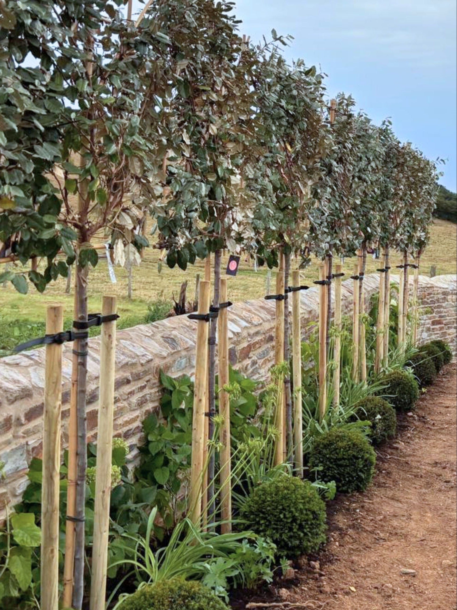 Pleached Silverberry / Planting Service