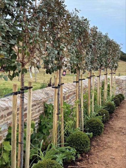 Pleached Silverberry / Planting Service
