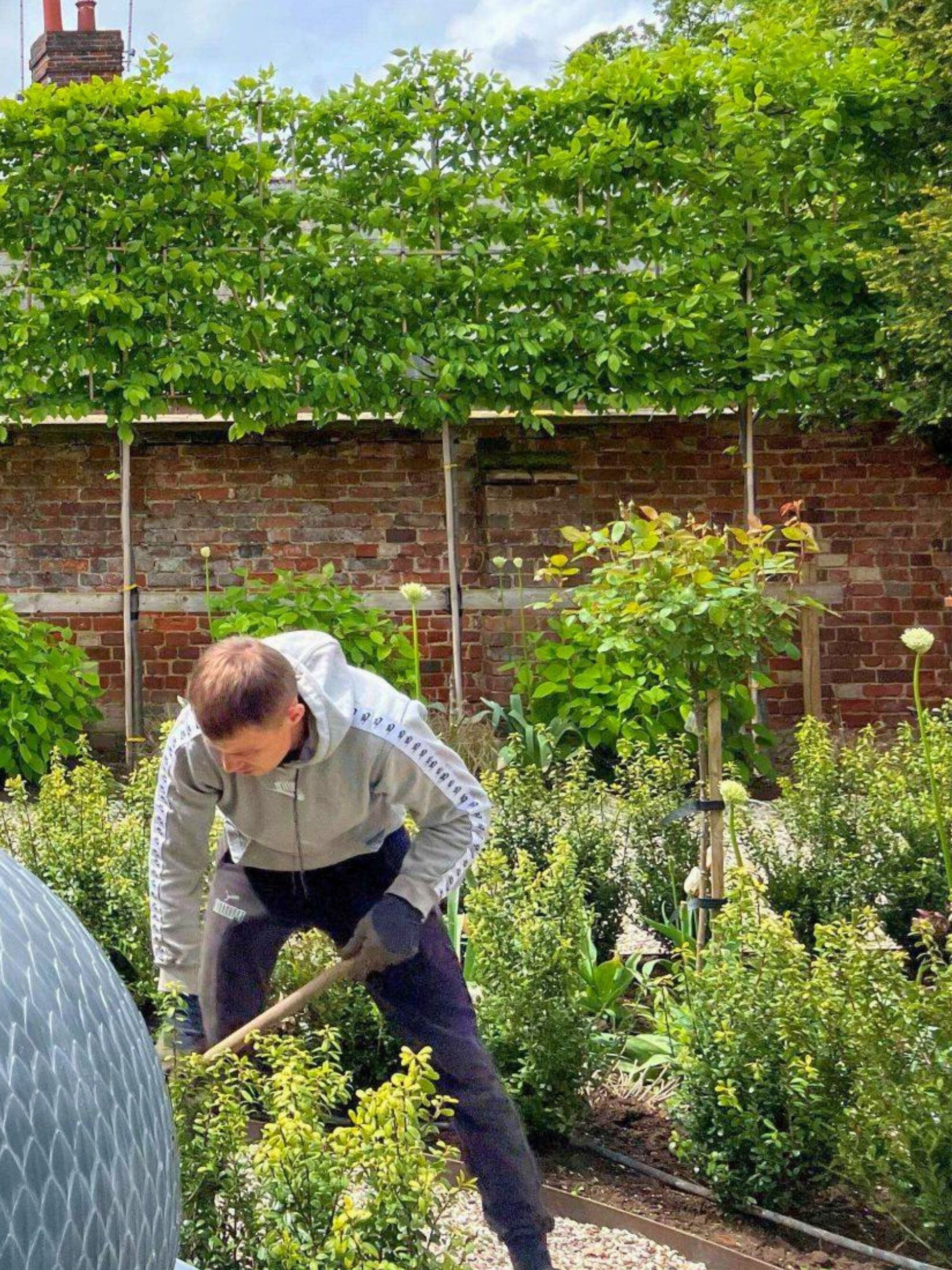 Pleached Tree Planting Service | Includes Staking Kits, Soaker Hose, Fertiliser & Compost