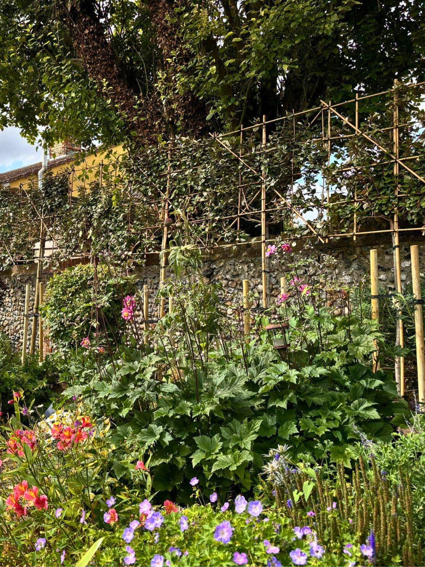 Pleached Silverberry / Planting Service / June