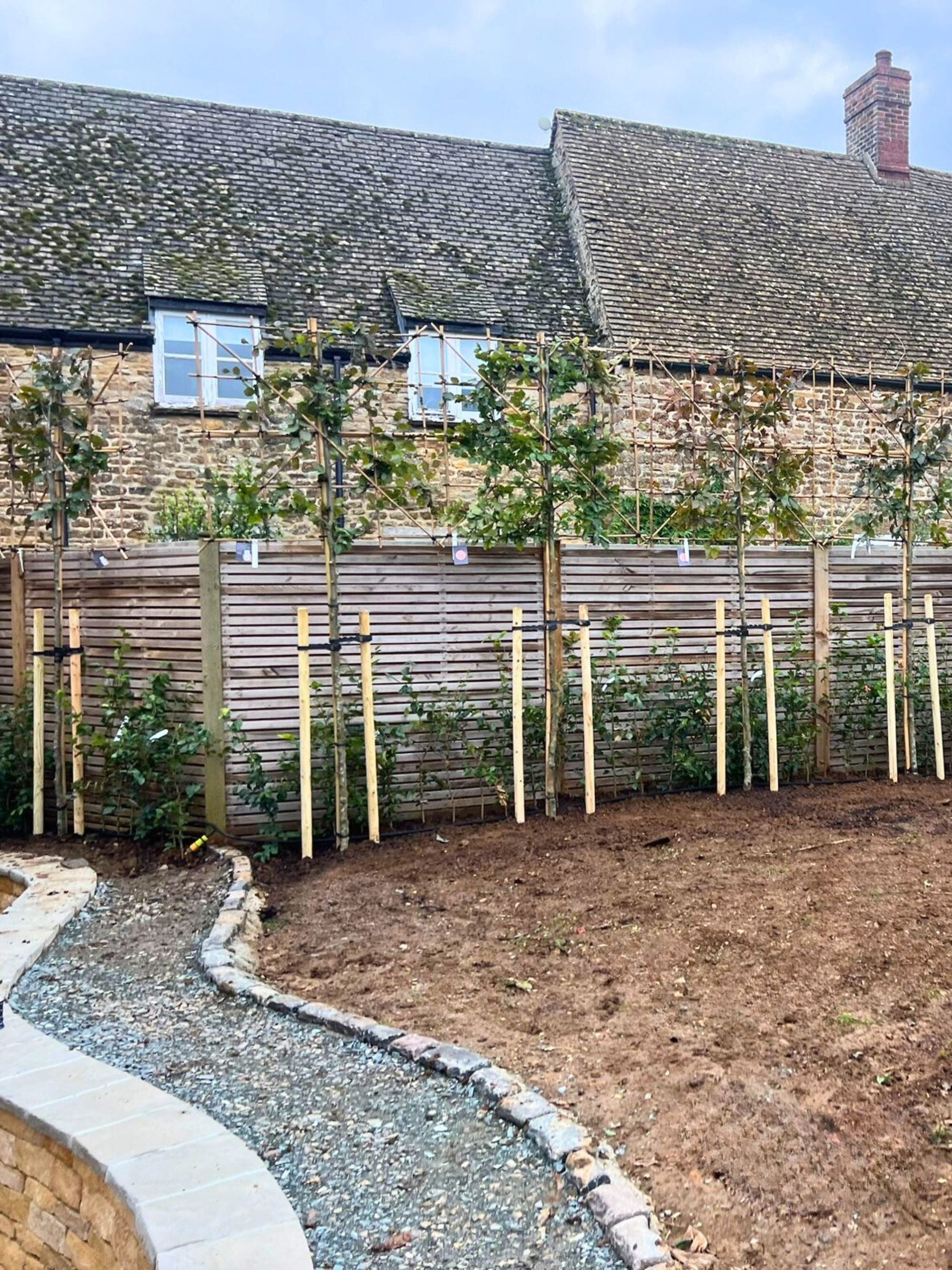 Pleached Copper Beech / Planting Service / September