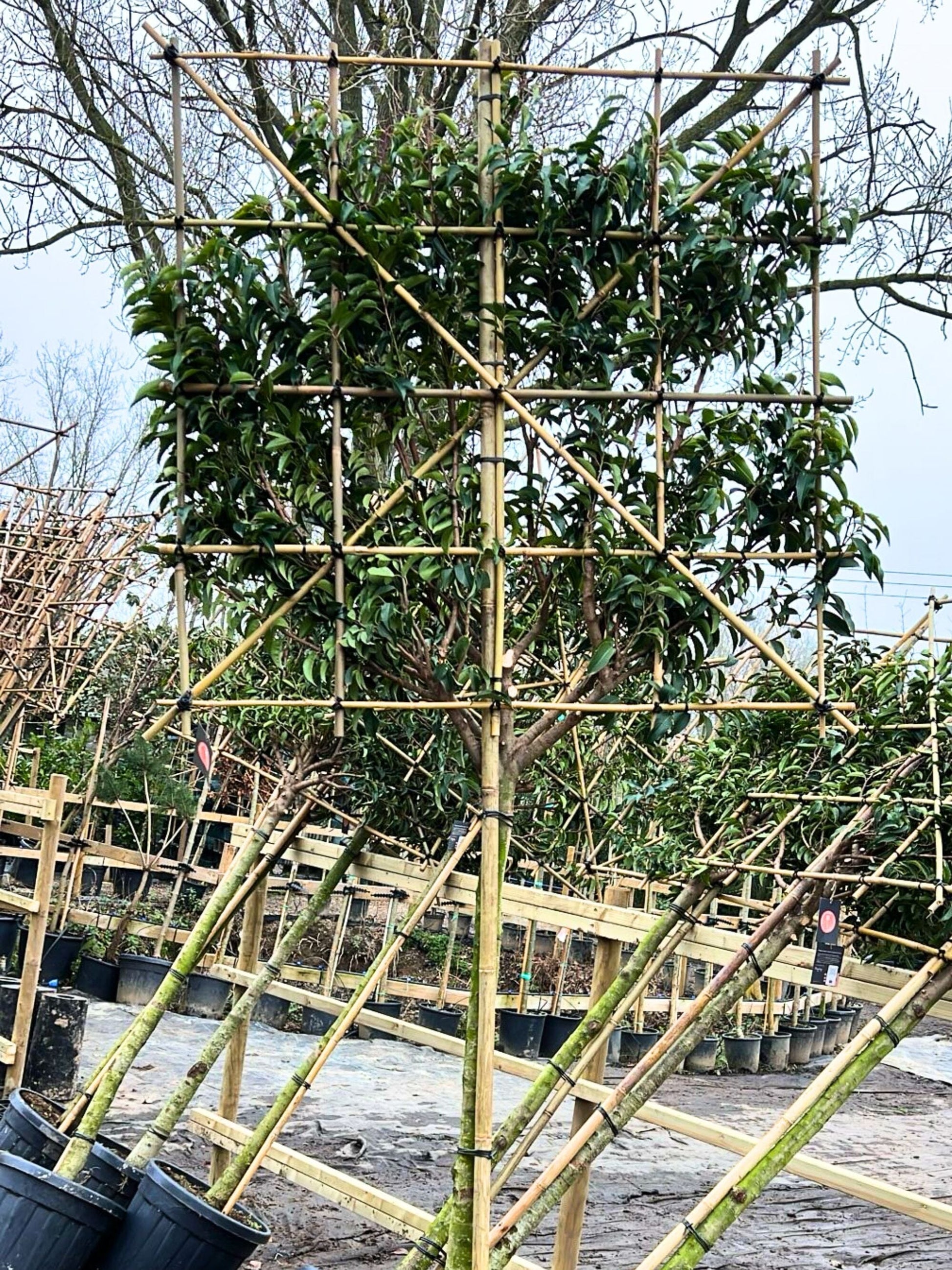 150cm / 12-14cm / 120x120cm / Freshly pleached / January