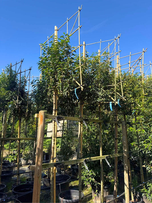 180cm / 10-12cm / 120x120cm / Freshly pleached / September