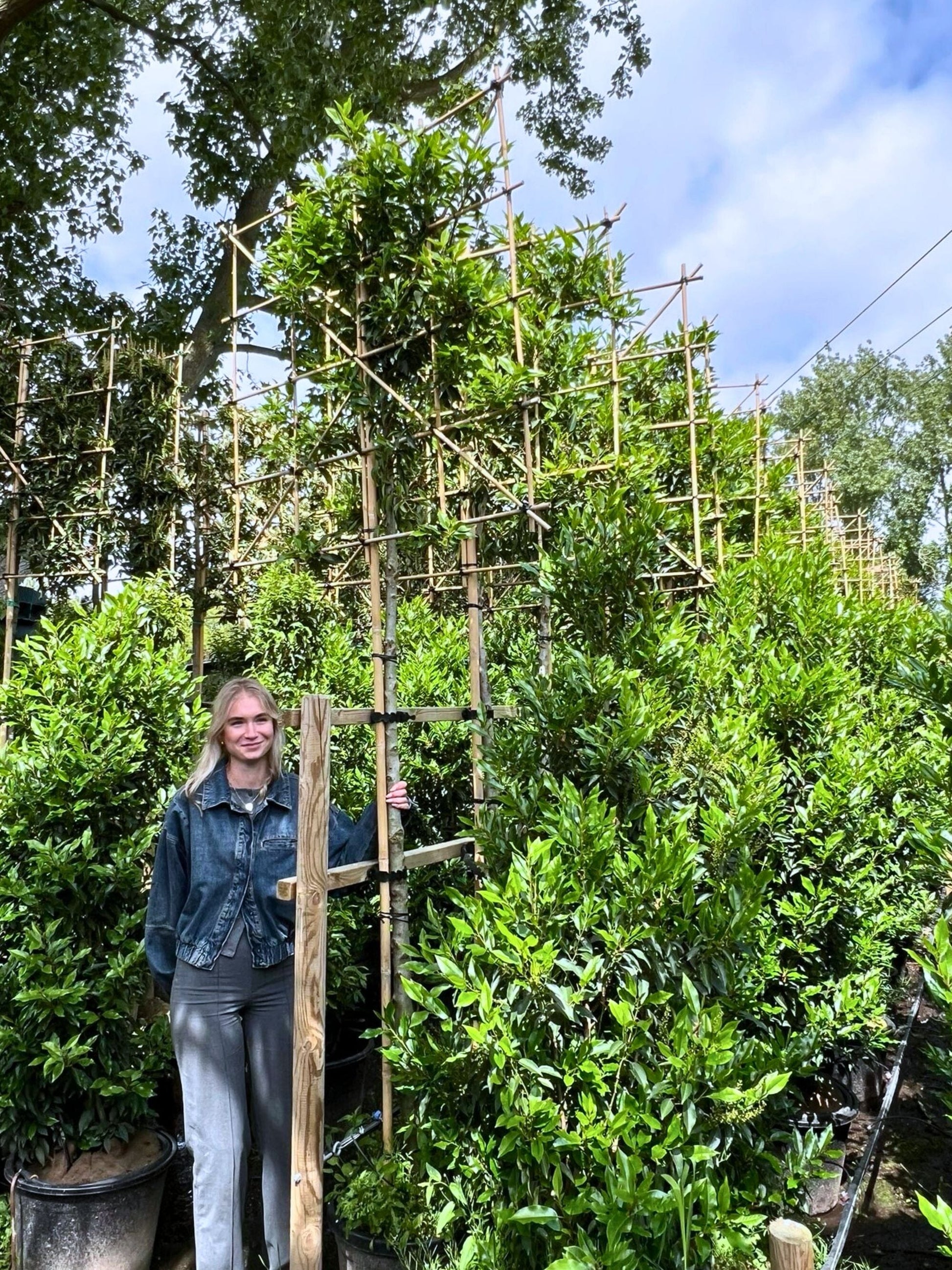 180cm / 10-12cm / 120x120cm / Freshly pleached / May