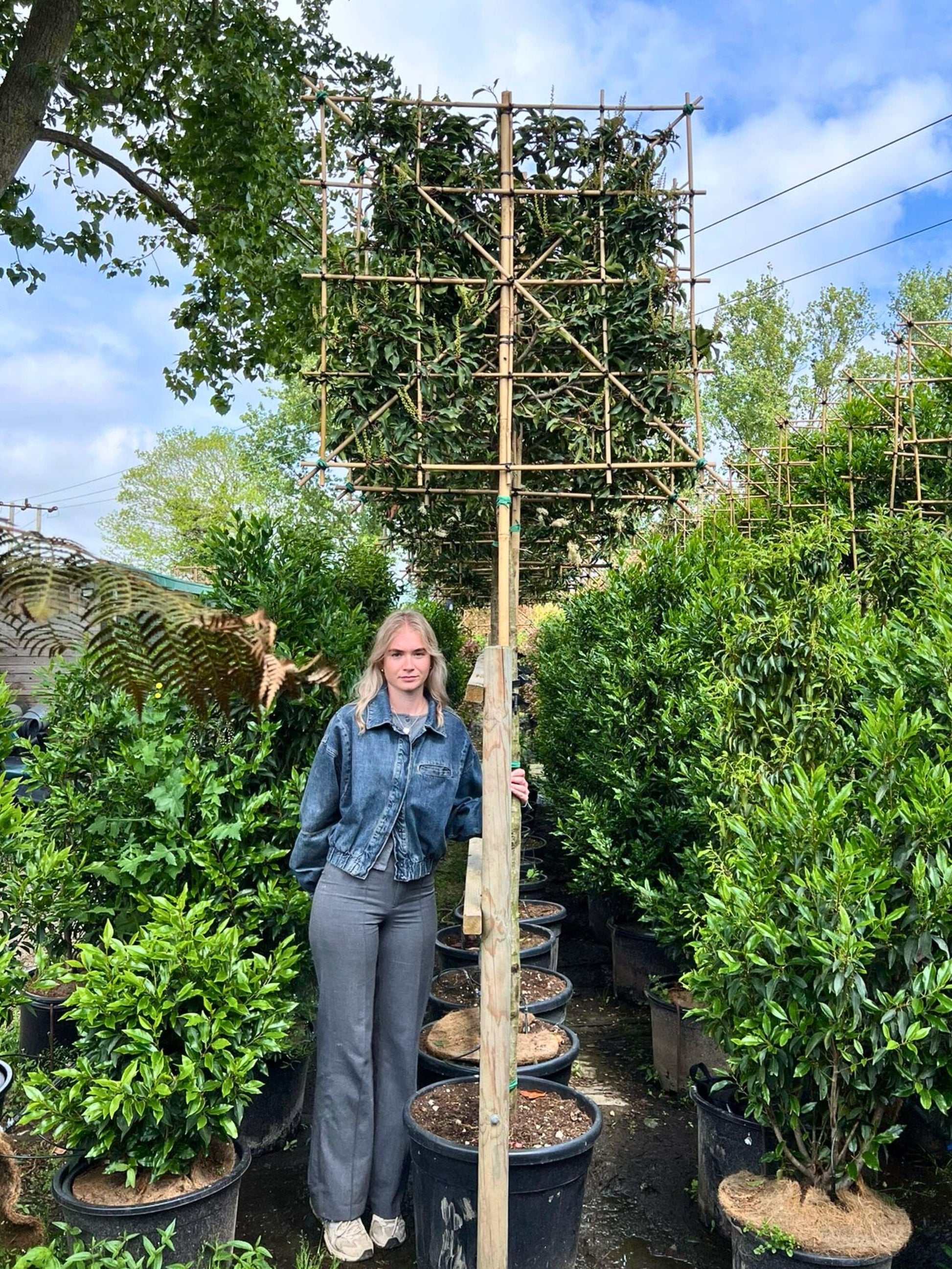 180cm / 12-14cm / 120x120cm / Freshly pleached / May