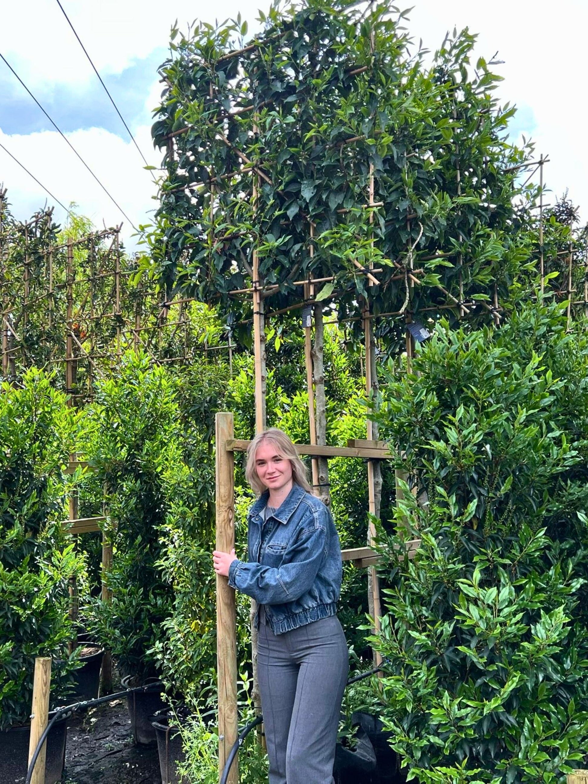 180cm / 14-16cm / 120x120cm / Freshly pleached / May