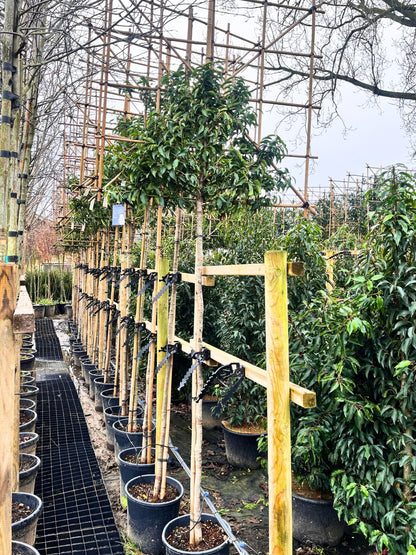 180cm / 8-10cm / 120x120cm / Freshly pleached / January