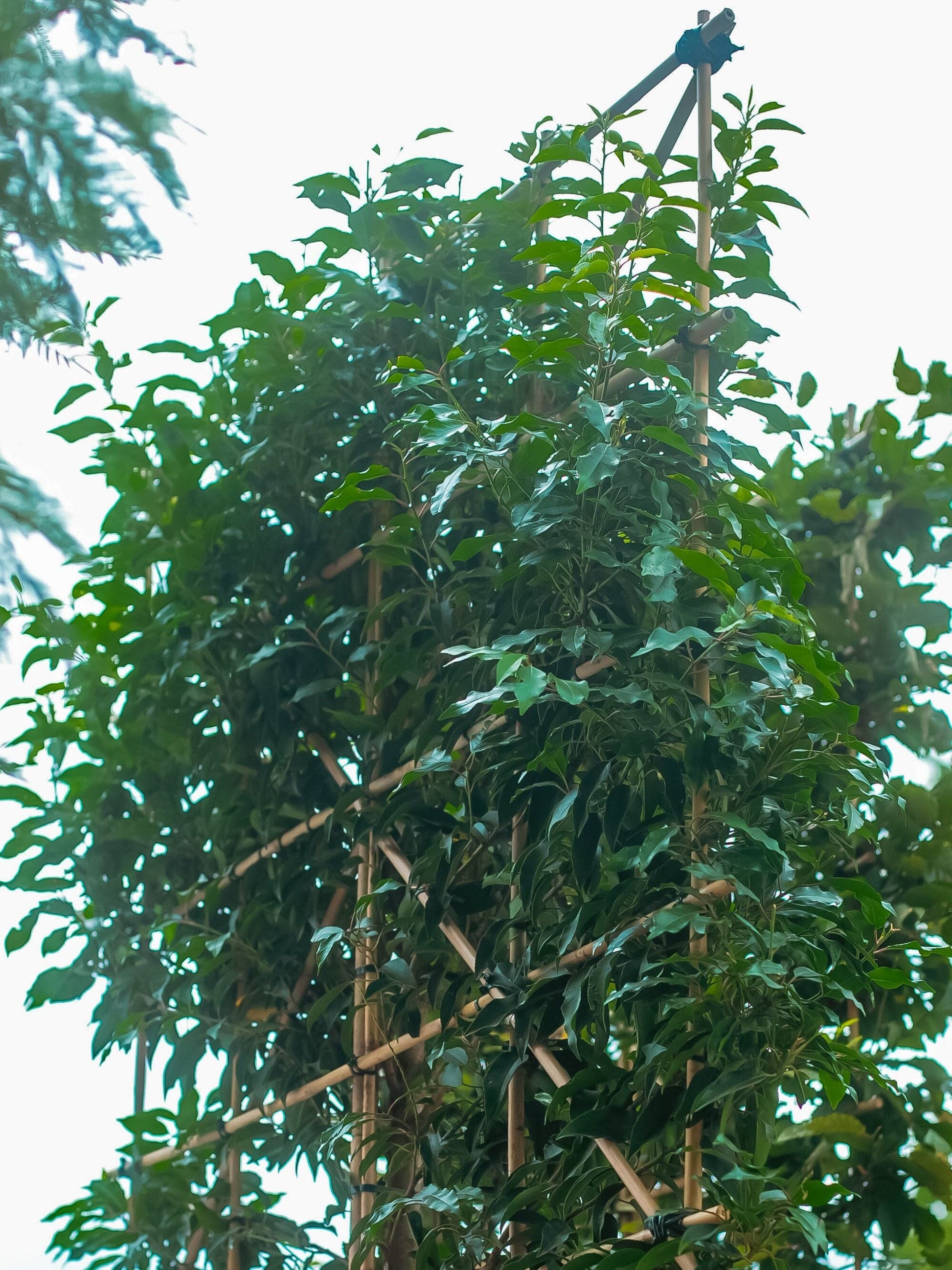Pleached Portuguese Laurel Tree at 
RHS Hampton Court Palace Garden Festival 2025