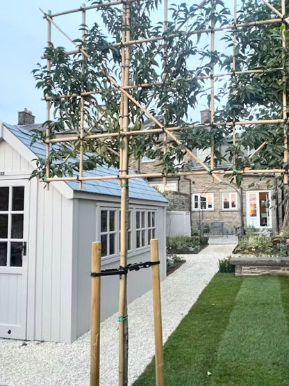 150cm / 10-12cm / 120x120cm / Customer's Garden