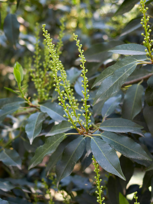 Close-up of foliage