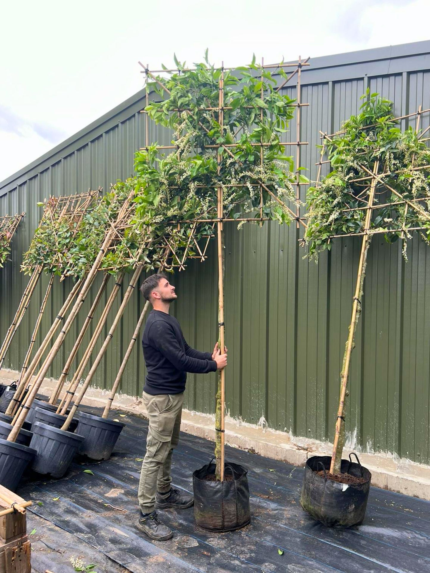 Portuguese Laurel pleached trees in the nursery / 180cm / 14-16cm / May