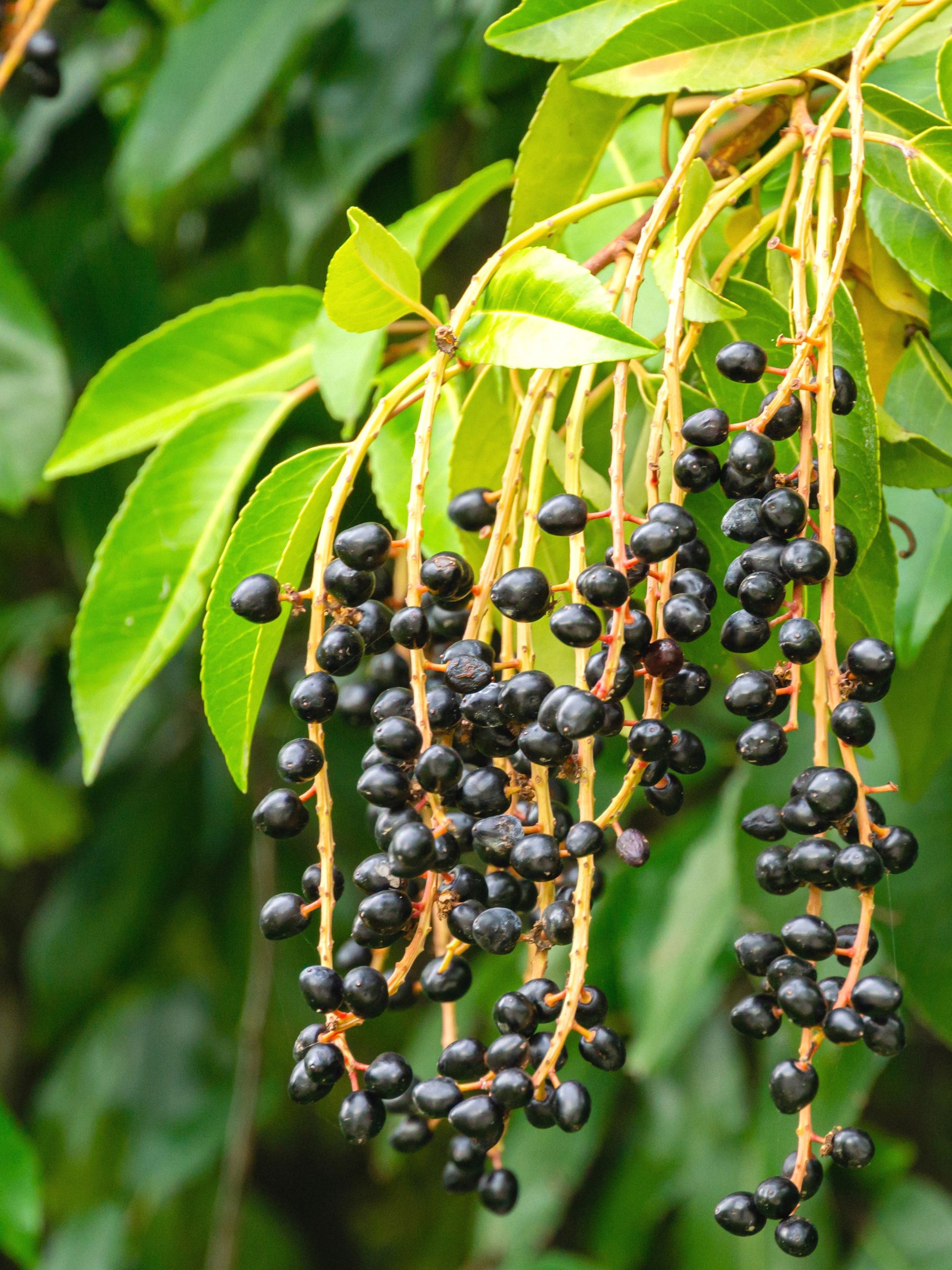 Close-up of berries 