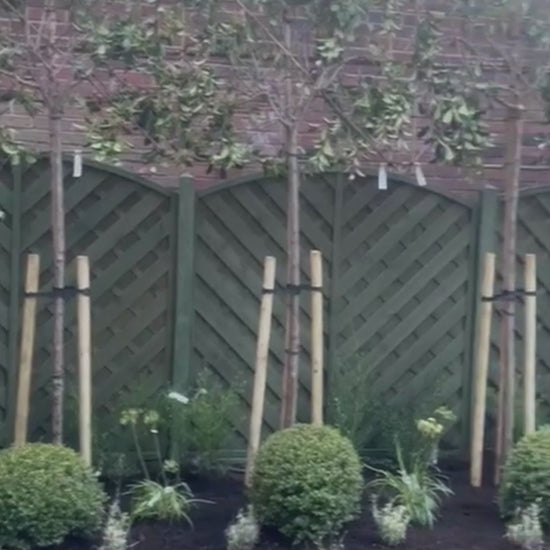 Pleached Tree Planting Service | Includes Staking Kits, Soaker Hose, Fertiliser & Compost