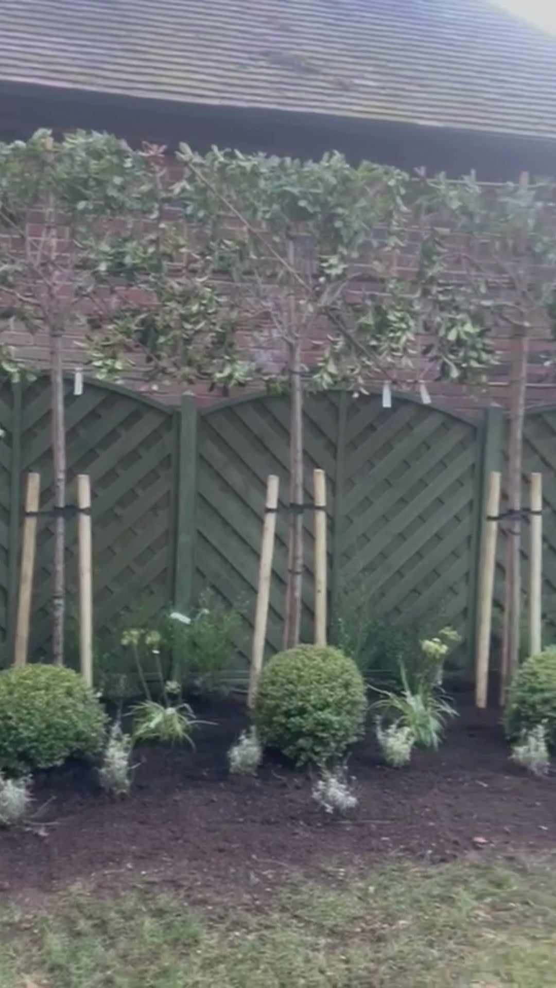 Pleached Tree Planting Service | Includes Staking Kits, Soaker Hose, Fertiliser & Compost