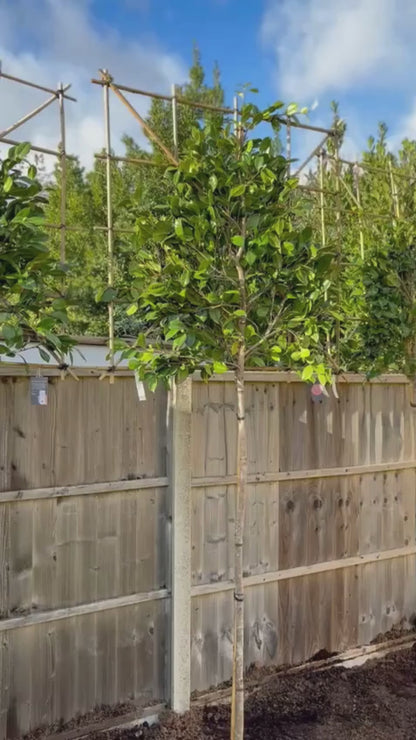 White Camellia [Camellia japonica] for Privacy Screening | Freshly Pleached Trees