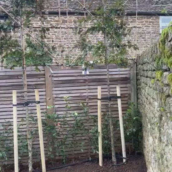 Pleached Tree Planting Service | Includes Staking Kits, Soaker Hose, Fertiliser & Compost