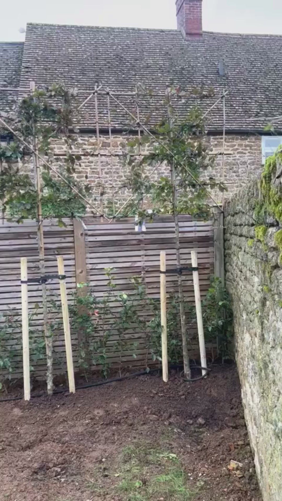 Pleached Tree Planting Service | Includes Staking Kits, Soaker Hose, Fertiliser & Compost