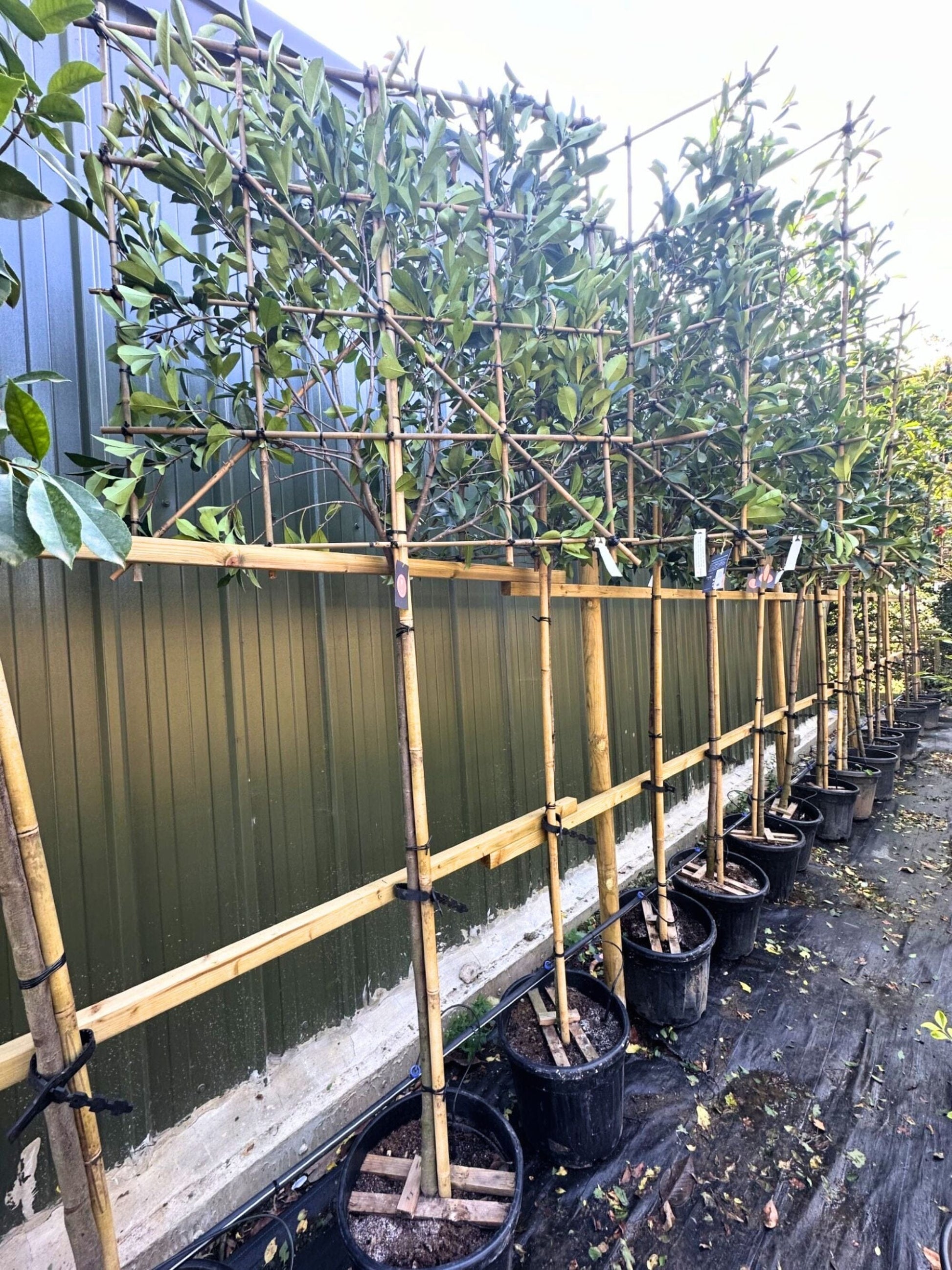 150cm / 10-12cm / 120x120cm / Freshly pleached / August